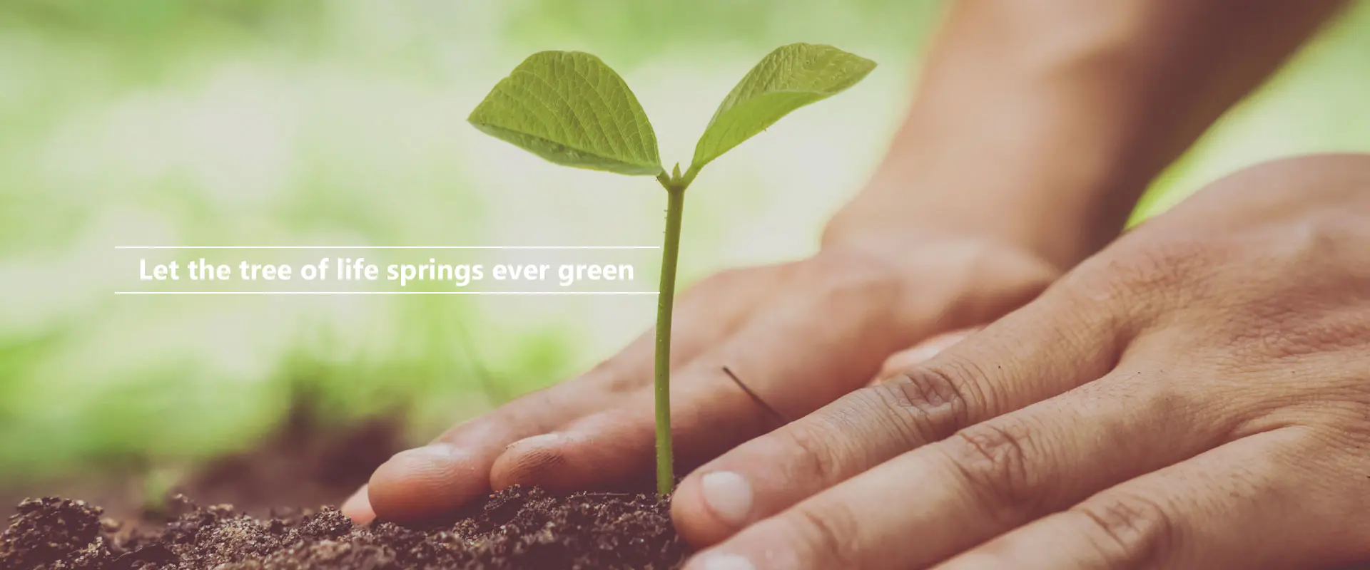 Laat de levensboom altijd groen ontspringen